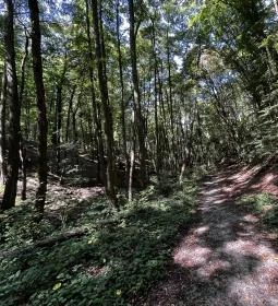 Tolvaj-árok Természetismereti Tanösvény