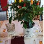 Café Vian - Liszt Ferenc tér Budapest - Külső kép