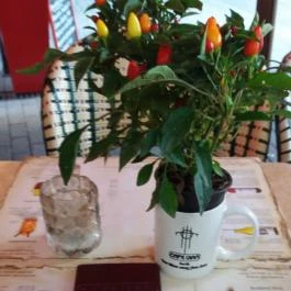 Café Vian - Liszt Ferenc tér, Budapest - Külső kép