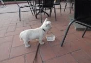 Castrum Cafe & Restaurant Szentendre