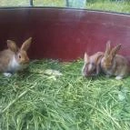 Hotel Lido Vonyarcvashegy - Környék