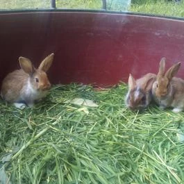 Hotel Lido Vonyarcvashegy - Környék