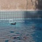 Szent Lukács Gyógyfürdő és Uszoda Budapest - 