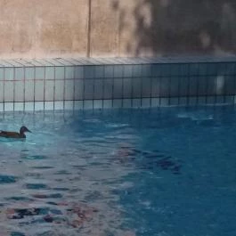 Szent Lukács Gyógyfürdő és Uszoda Budapest - Egyéb