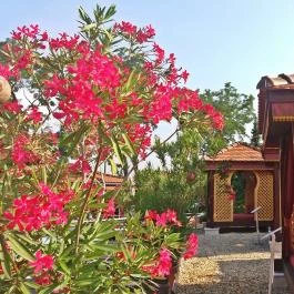 Mesés Shiraz Hotel Egerszalók - Medence/kert