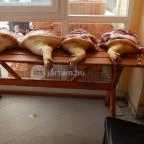 X-games Hotel, Sport és Rendezvényközpont Tiszaug - Egyéb