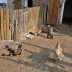 Zichy Park Hotel Bikács - Egyéb