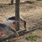 Zichy Park Hotel Bikács - Egyéb