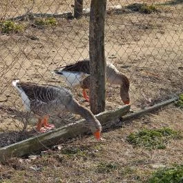 Zichy Park Hotel Bikács - Egyéb