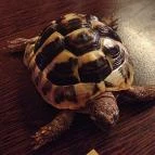 Zoocafé Budapest - Egyéb