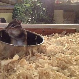 Zoocafé Budapest - Egyéb