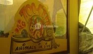 Zoocafé Budapest - Belső