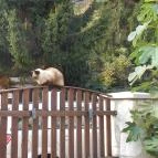 Paulay Borház és Vendégház Tokaj - Külső kép