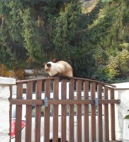 Paulay Borház és Vendégház 