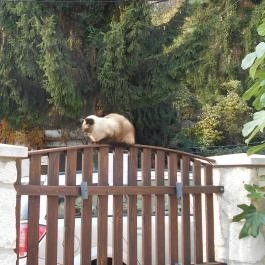 Paulay Borház és Vendégház Tokaj - Külső kép