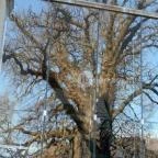 Savoyai Kastélyszálló étterme Ráckeve - Egyéb