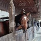 Almásy-kastély Törökszentmiklós - Egyéb