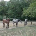 Almásy-kastély Törökszentmiklós - Egyéb