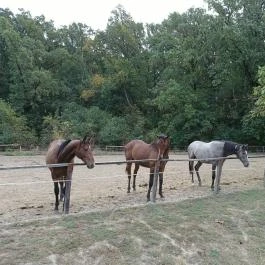Almásy-kastély, Törökszentmiklós - Egyéb