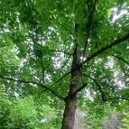 Magyar Mezőgazdasági Múzeum és Könyvtár Blaskovich Múzeuma Tápiószele - Egyéb