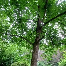 Magyar Mezőgazdasági Múzeum és Könyvtár Blaskovich Múzeuma Tápiószele - Egyéb