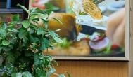 Cafe Brunch - Anker, Budapest