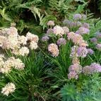 Debreceni Nagyerdő Debrecen - Egyéb