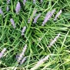 Debreceni Nagyerdő Debrecen - Egyéb