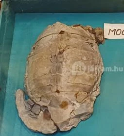 Encsy György Tokaj-Hegyalja Földtani Gyűjteménye