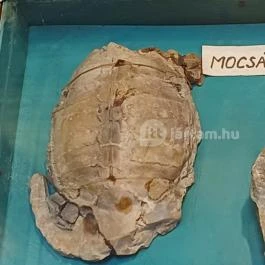 Encsy György Tokaj-Hegyalja Földtani Gyűjteménye Tállya - Egyéb