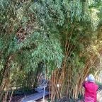 ELTE Füvészkert Budapest - Egyéb