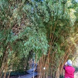 ELTE Füvészkert, Budapest - Egyéb