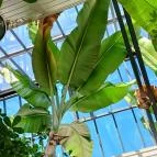 ELTE Füvészkert Budapest - Egyéb