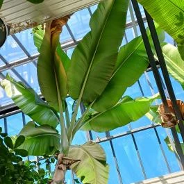 ELTE Füvészkert, Budapest - Egyéb