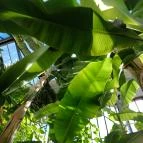 ELTE Füvészkert Budapest - Egyéb