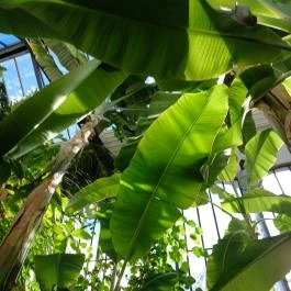 ELTE Füvészkert, Budapest - Egyéb