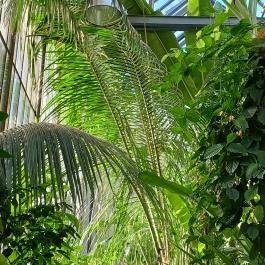 ELTE Füvészkert, Budapest - Egyéb