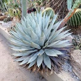 ELTE Füvészkert, Budapest - Egyéb