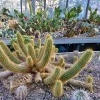 ELTE Füvészkert Budapest - Egyéb