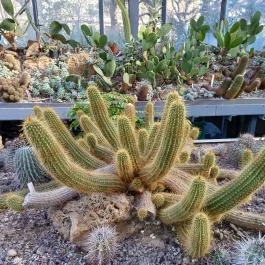 ELTE Füvészkert, Budapest - Egyéb