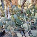 ELTE Füvészkert Budapest - Egyéb