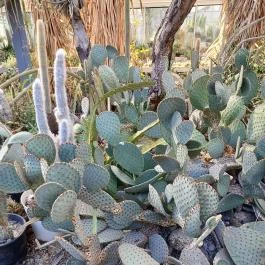 ELTE Füvészkert, Budapest - Egyéb