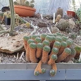 ELTE Füvészkert, Budapest - Egyéb