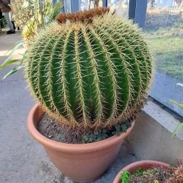 ELTE Füvészkert, Budapest - Egyéb