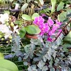 ELTE Füvészkert Budapest - Egyéb