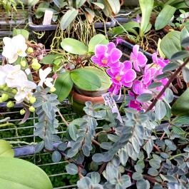 ELTE Füvészkert, Budapest - Egyéb