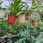 ELTE Füvészkert Budapest - Egyéb