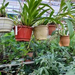 ELTE Füvészkert, Budapest - Egyéb