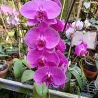 ELTE Füvészkert Budapest - Egyéb