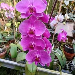 ELTE Füvészkert, Budapest - Egyéb